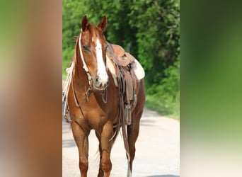 Quarter horse américain Croisé, Hongre, 5 Ans, Alezan cuivré
