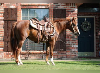 Quarter horse américain Croisé, Hongre, 5 Ans, Alezan cuivré