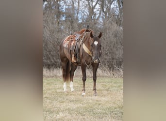 Quarter horse américain, Hongre, 5 Ans, Alezan cuivré