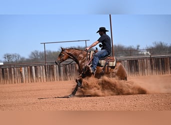 Quarter horse américain, Hongre, 5 Ans, Alezan cuivré