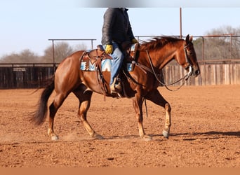 Quarter horse américain, Hongre, 5 Ans, Alezan cuivré