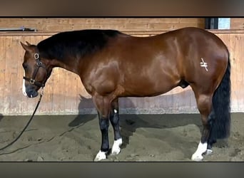 Quarter horse américain, Hongre, 5 Ans, Bai brun