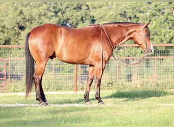 Quarter horse américain, Hongre, 5 Ans, Bai cerise