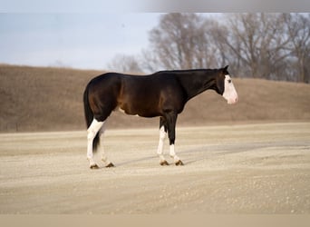 Quarter horse américain, Hongre, 5 Ans, Bai cerise
