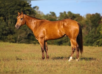 Quarter horse américain, Hongre, 5 Ans, Buckskin