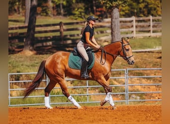 Quarter horse américain, Hongre, 5 Ans, Buckskin