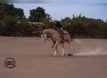 Quarter horse américain, Hongre, 5 Ans, Buckskin