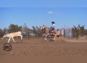 Quarter horse américain, Hongre, 5 Ans, Buckskin