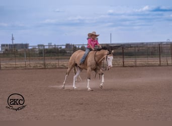 Quarter horse américain, Hongre, 5 Ans, Buckskin