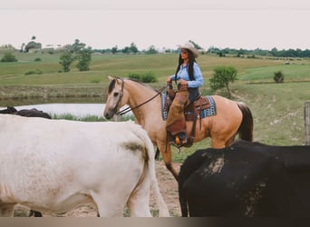 Quarter horse américain, Hongre, 5 Ans, Buckskin