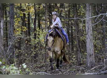 Quarter horse américain, Hongre, 5 Ans, Buckskin
