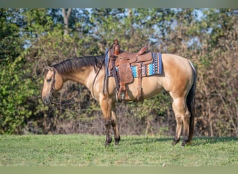 Quarter horse américain, Hongre, 5 Ans, Buckskin