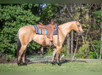Quarter horse américain, Hongre, 5 Ans, Buckskin