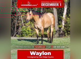 Quarter horse américain, Hongre, 5 Ans, Buckskin