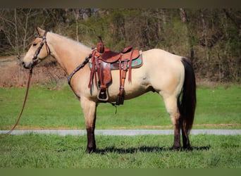 Quarter horse américain, Hongre, 5 Ans, Buckskin
