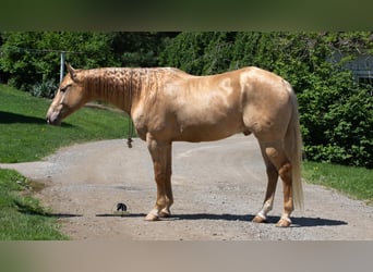 Quarter horse américain, Hongre, 5 Ans, Champagne