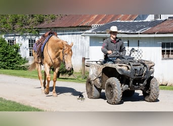 Quarter horse américain, Hongre, 5 Ans, Champagne