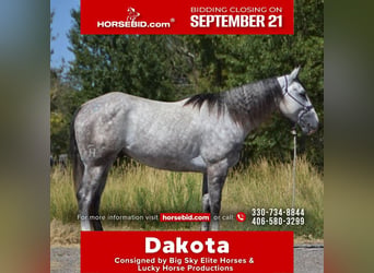Quarter horse américain, Hongre, 5 Ans, Gris pommelé
