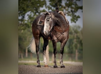 Quarter horse américain, Hongre, 5 Ans, Gris pommelé