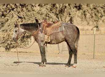 Quarter horse américain, Hongre, 5 Ans, Gris