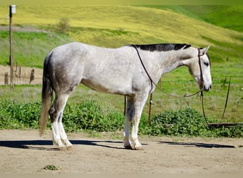 Quarter horse américain, Hongre, 5 Ans, Gris