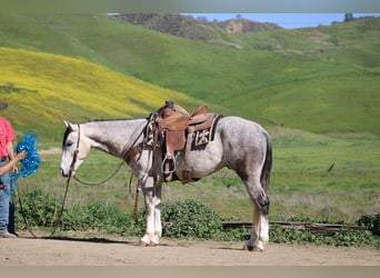 Quarter horse américain, Hongre, 5 Ans, Gris