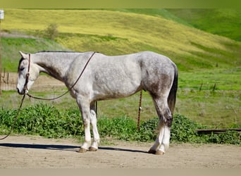 Quarter horse américain, Hongre, 5 Ans, Gris