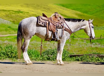 Quarter horse américain, Hongre, 5 Ans, Gris