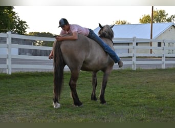 Quarter horse américain, Hongre, 5 Ans, Grullo