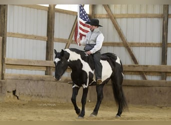Quarter horse américain, Hongre, 5 Ans, Overo-toutes couleurs