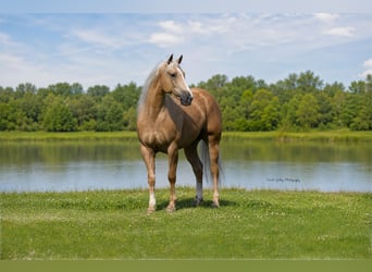 Quarter horse américain, Hongre, 5 Ans, Palomino