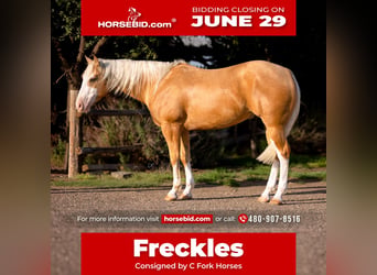 Quarter horse américain, Hongre, 5 Ans, Palomino