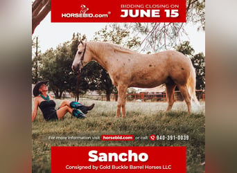 Quarter horse américain, Hongre, 5 Ans, Palomino