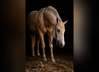 Quarter horse américain, Hongre, 5 Ans, Palomino
