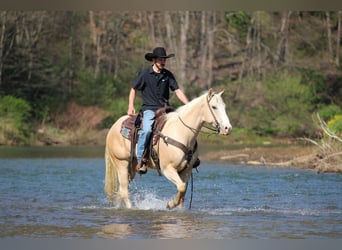 Quarter horse américain, Hongre, 5 Ans, Palomino