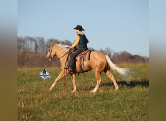 Quarter horse américain, Hongre, 5 Ans, Palomino