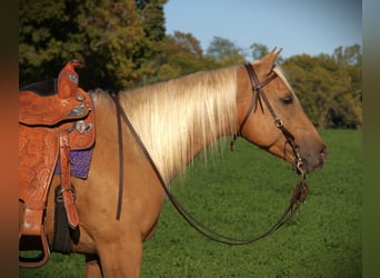 Quarter horse américain, Hongre, 5 Ans, Palomino