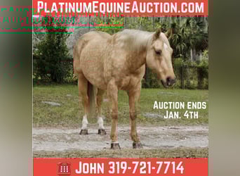 Quarter horse américain, Hongre, 5 Ans, Palomino