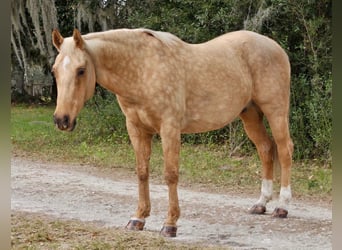 Quarter horse américain, Hongre, 5 Ans, Palomino