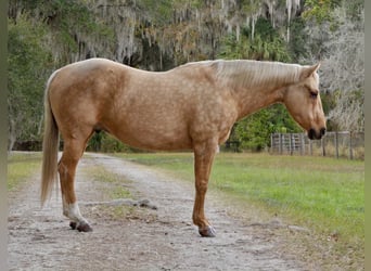 Quarter horse américain, Hongre, 5 Ans, Palomino
