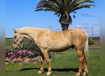 Quarter horse américain, Hongre, 5 Ans, Palomino
