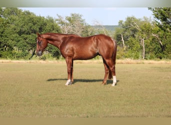 Quarter horse américain, Hongre, 5 Ans, Rabicano