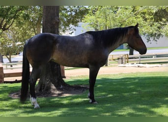 Quarter horse américain, Hongre, 5 Ans, Roan-Bay