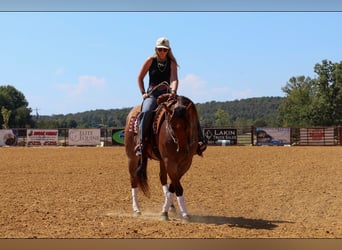 Quarter horse américain, Hongre, 5 Ans, Roan-Bay