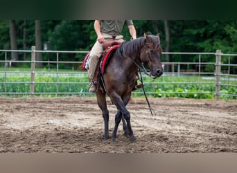 Quarter horse américain, Hongre, 5 Ans, Roan-Bay