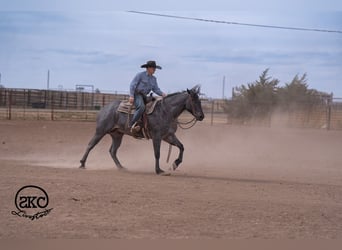 Quarter horse américain, Hongre, 5 Ans, Rouan Bleu