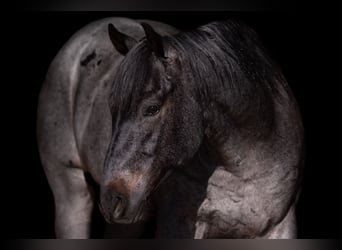 Quarter horse américain, Hongre, 5 Ans, Rouan Bleu