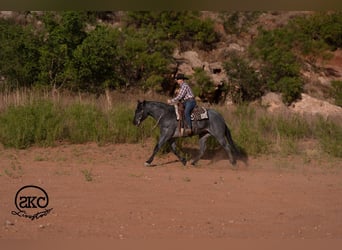 Quarter horse américain, Hongre, 5 Ans, Rouan Bleu