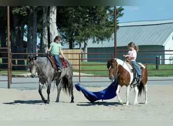 Quarter horse américain, Hongre, 5 Ans, Rouan Bleu