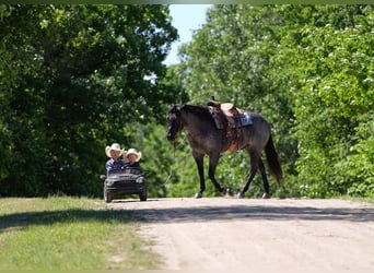 Quarter horse américain, Hongre, 5 Ans, Rouan Bleu